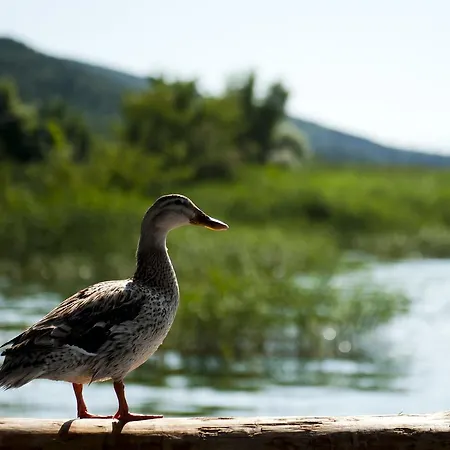 Askania İznik